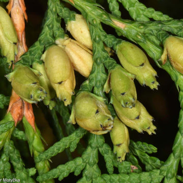 Thuja Occidentalis Seeds - Flower Plant