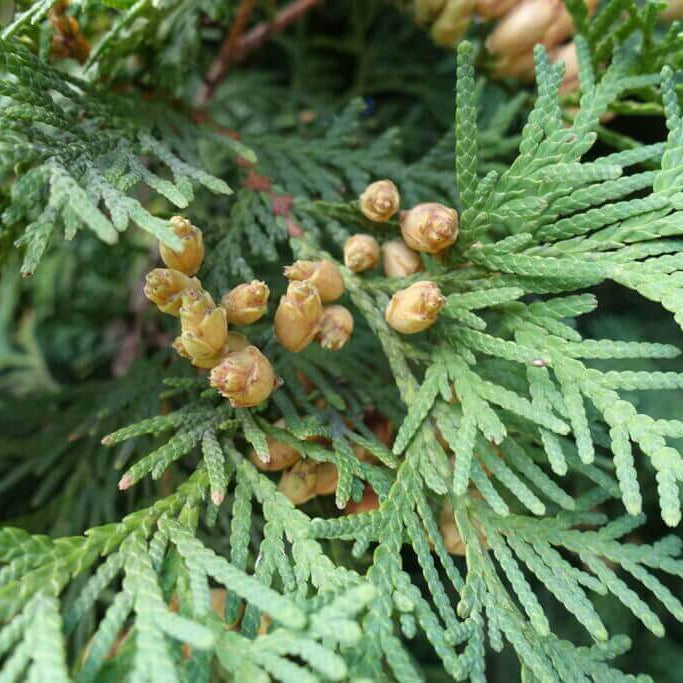 Thuja Occidentalis Seeds - Flower Plant