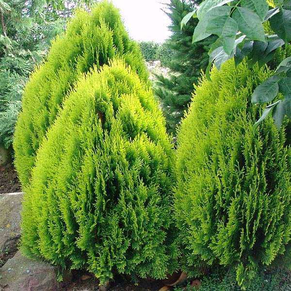Thuja Tree Seeds - Flower Plant