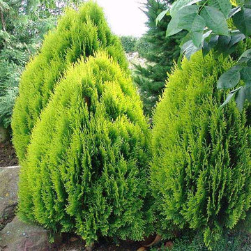 Thuja Tree Seeds - Flower Plant