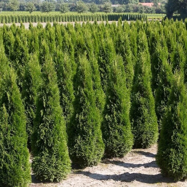 Thuja Tree Seeds - Flower Plant