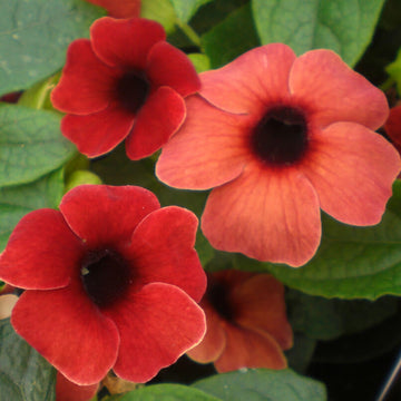Thunbergia Alata Seeds – Red