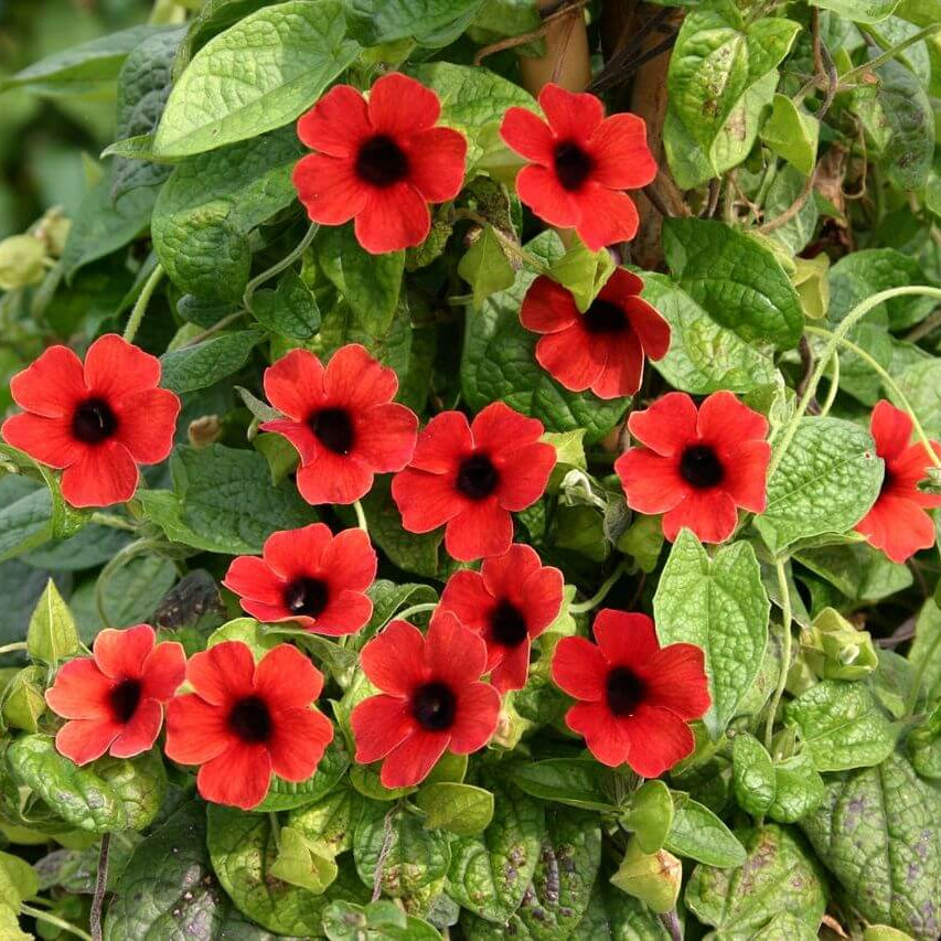 Thunbergia Alata Seeds – Red