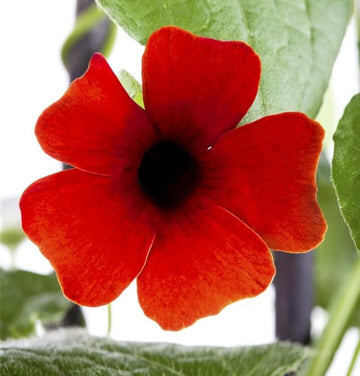 Thunbergia Alata Seeds – Red