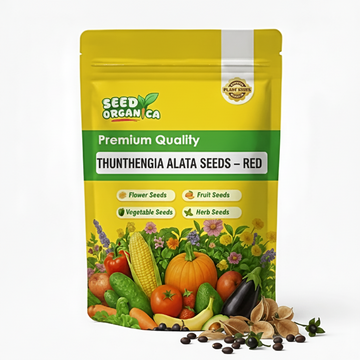 Thunbergia Alata Seeds – Red