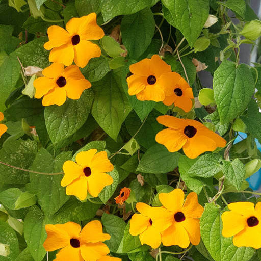 Thunbergia Seeds