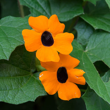 Thunbergia Seeds