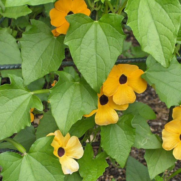 Thunbergia Seeds