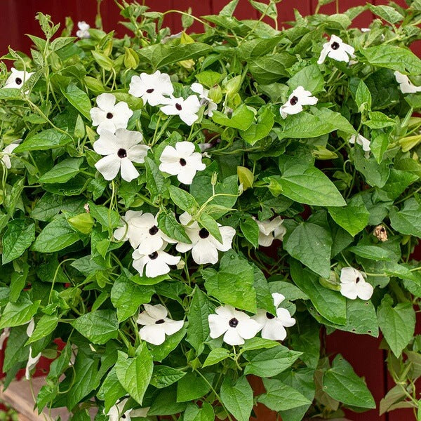 Thunbergia alata Seeds
