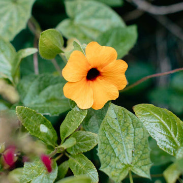 Thunbergia alata Seeds
