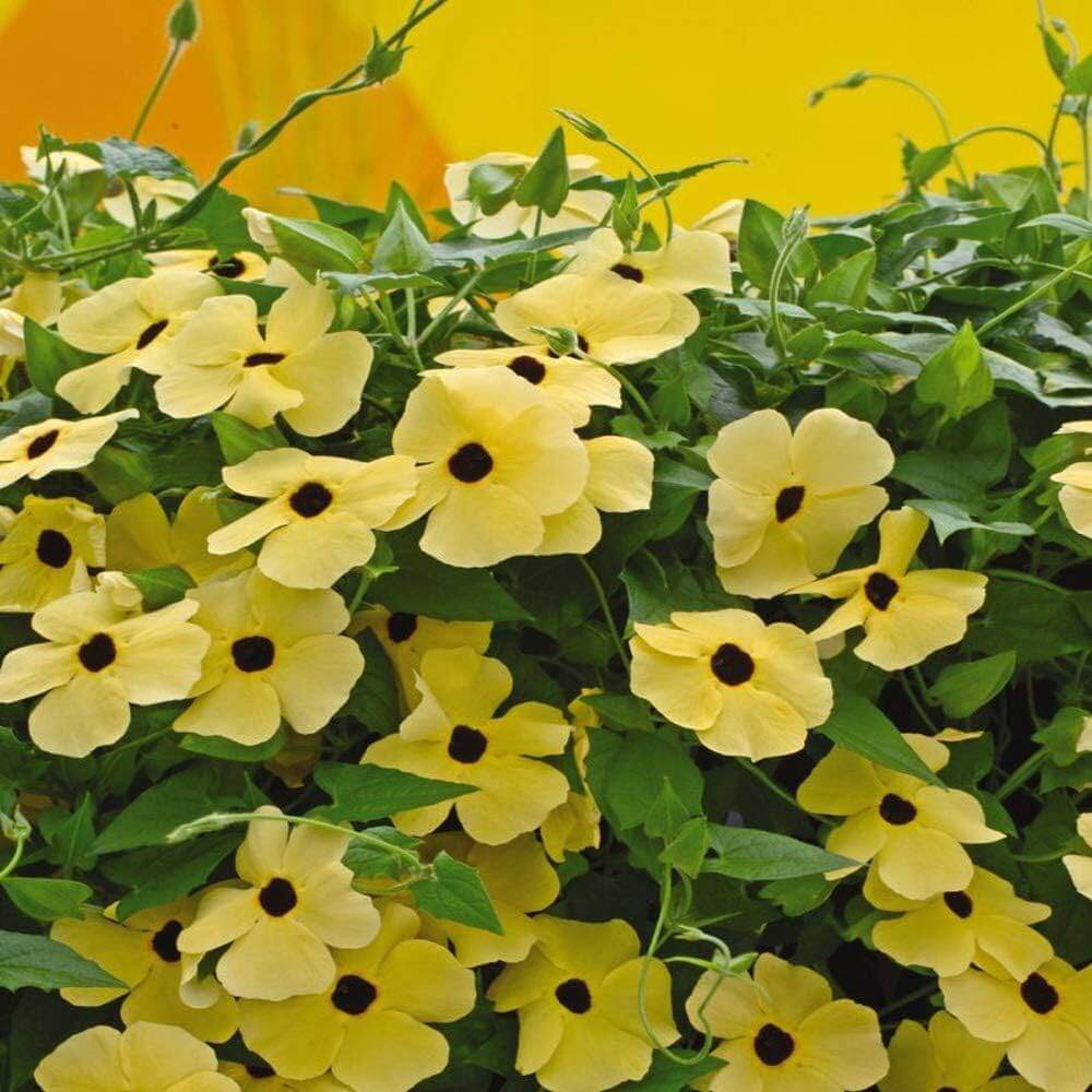 Thunbergia alata Seeds for Planting