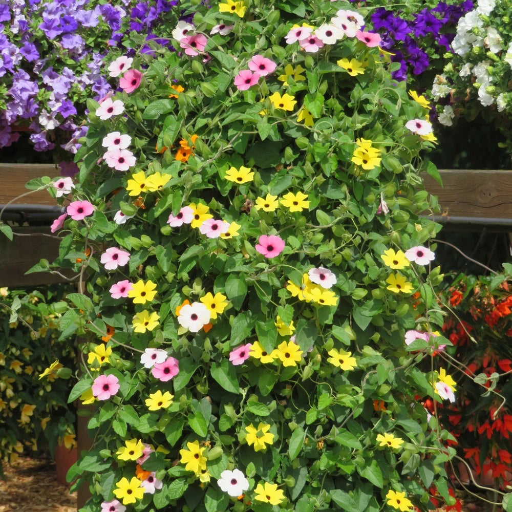 Thunbergia alata Seeds for Planting