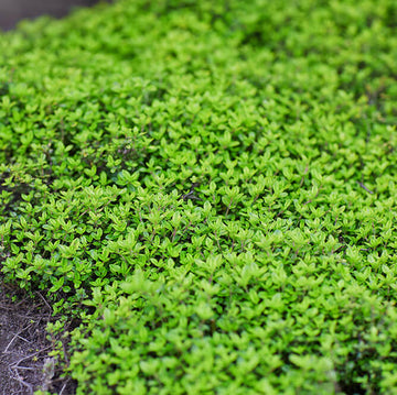 Thyme Ground Cover Seeds - Flower Plant