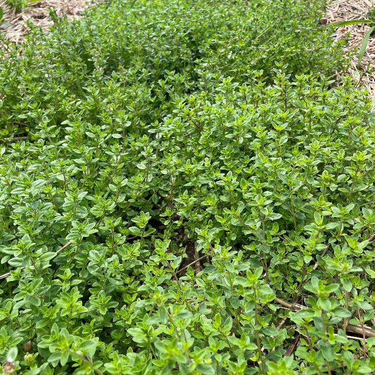 Thyme Ground Cover Seeds - Flower Plant