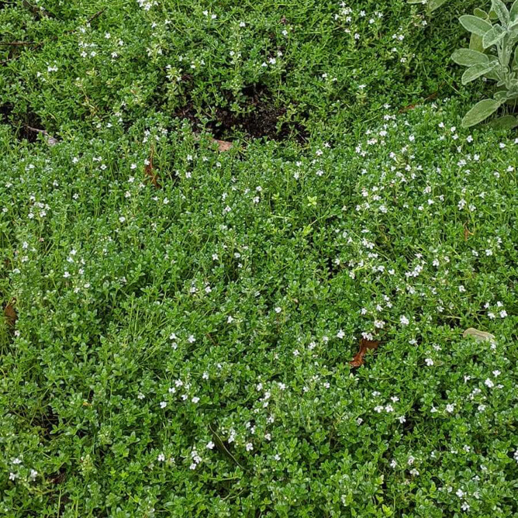 Thyme Ground Cover Seeds - Flower Plant
