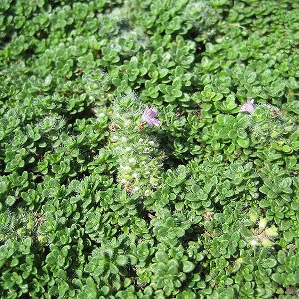 Thyme Ground Cover Seeds - Flower Plant