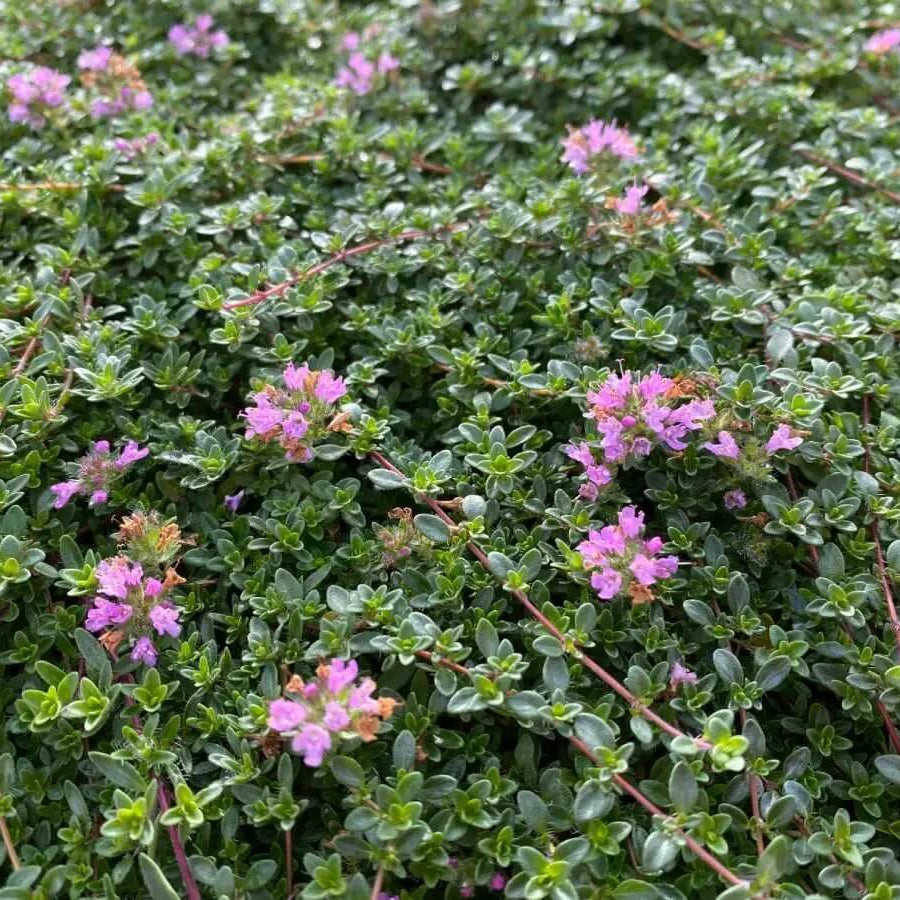 Thyme Ground Cover Seeds - Flower Plant