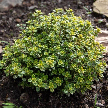 Thyme Seeds – Lemon 
