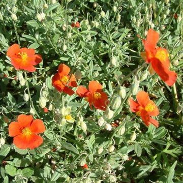 Thyme Seeds – Orange Creeping