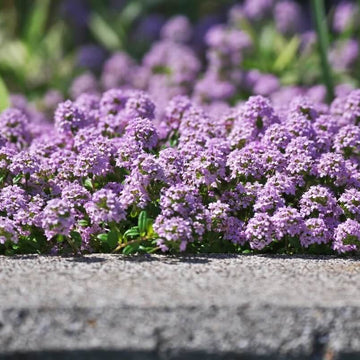 Thyme Seeds – Purple Creeping