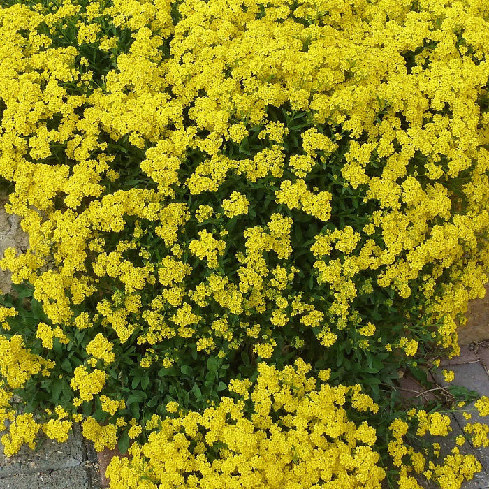 Thyme Seeds & Rock Cress Seeds – Creeping and Yellow