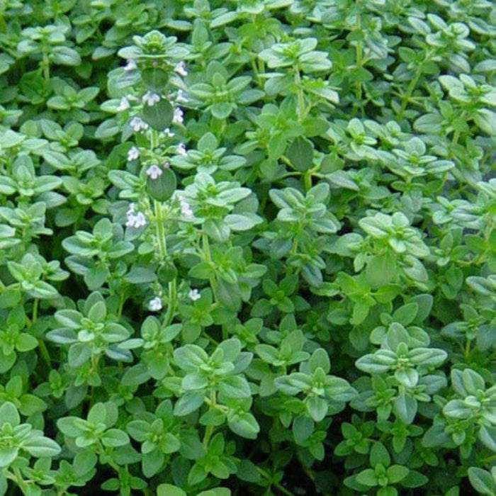 Thyme Seeds
