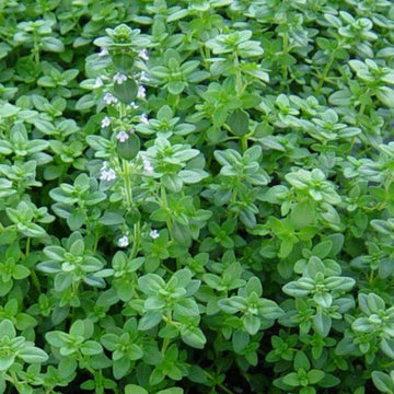 Thyme Seeds