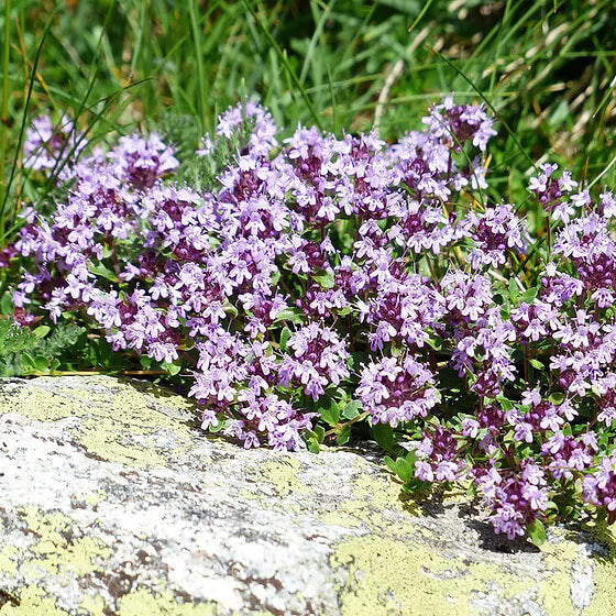 Thyme Seeds – Mother of Thyme