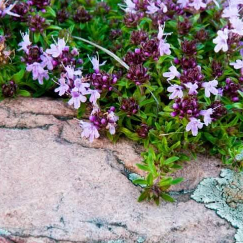Thyme Seeds – Mother of Thyme