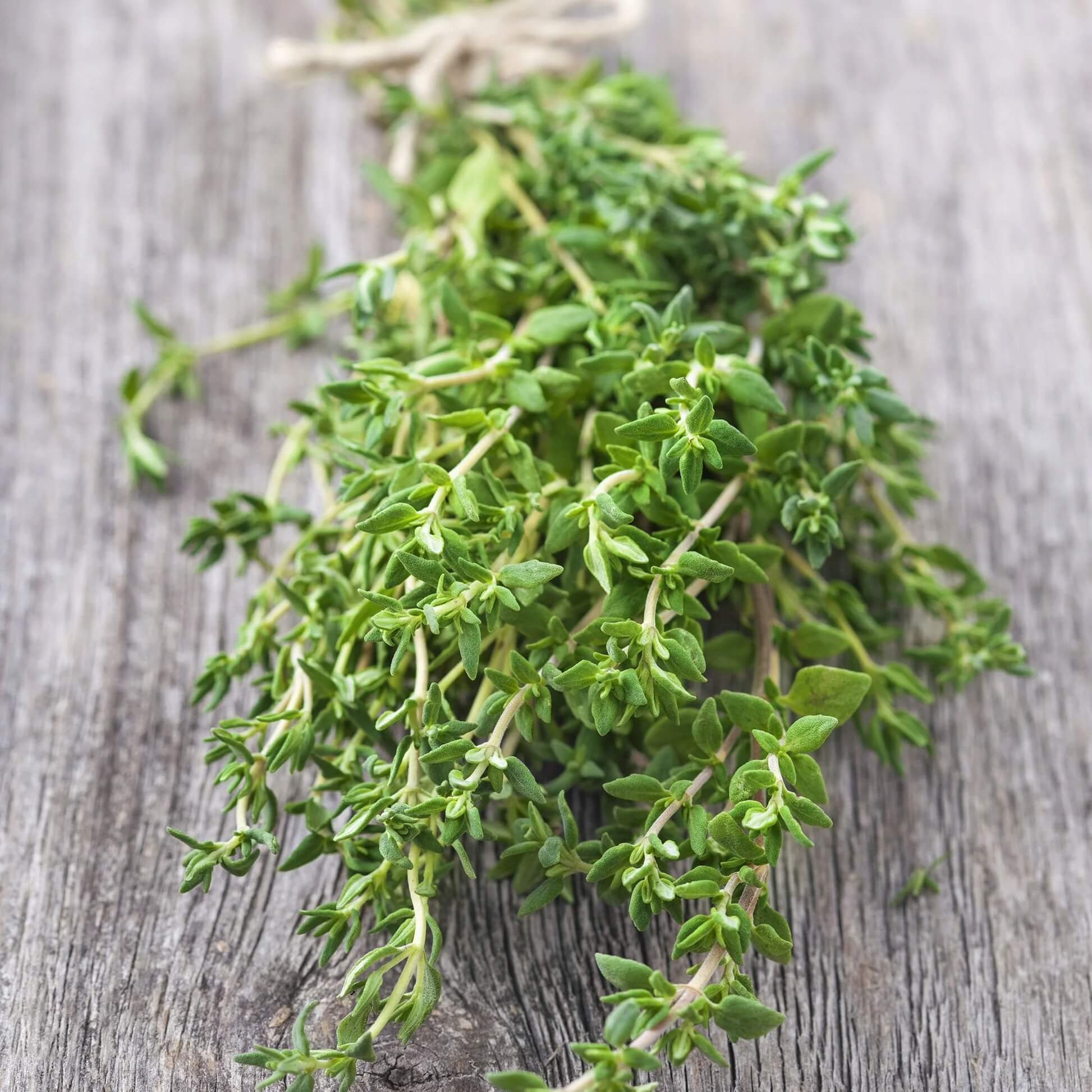Thyme Seeds – Winter