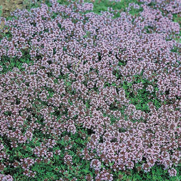 Thyme Seeds – Mother of Thyme