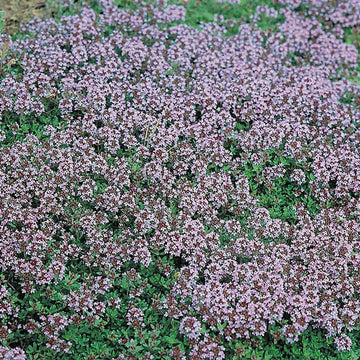 Thyme Seeds – Mother of Thyme