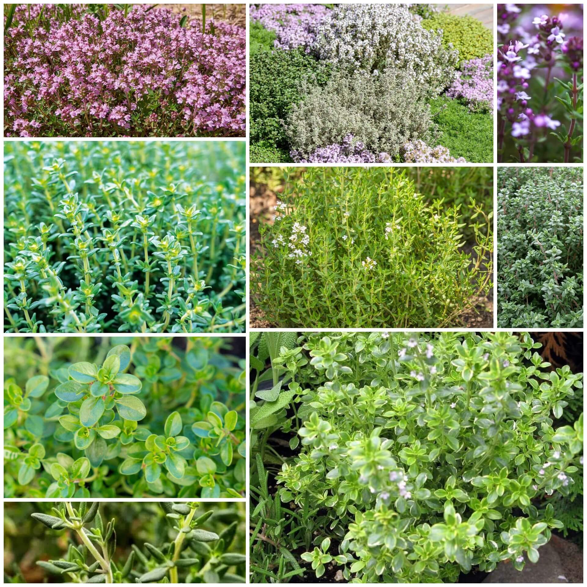 Thyme Seeds - All In One For Home Gardens