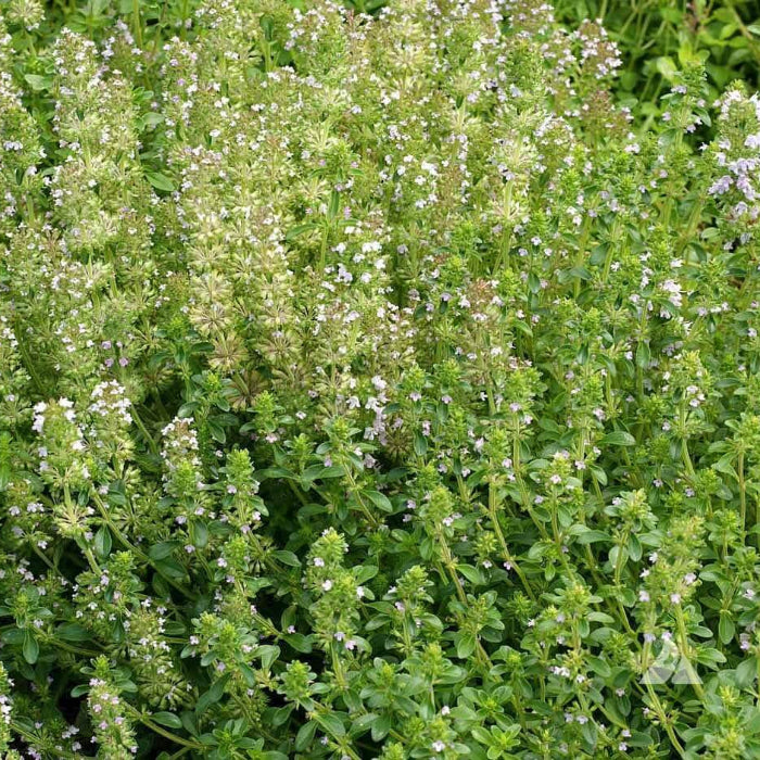 Thyme Seeds - All In One For Home Gardens