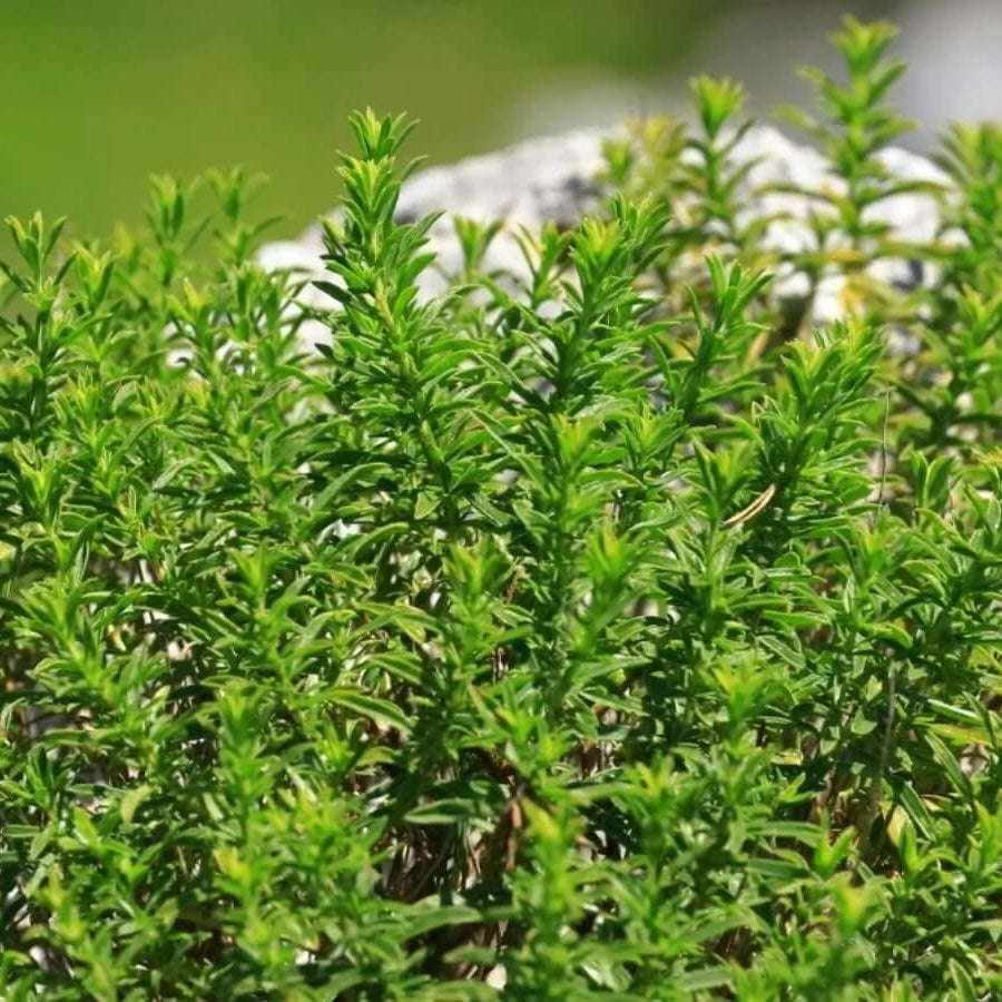 Thyme Seeds - All In One For Home Gardens