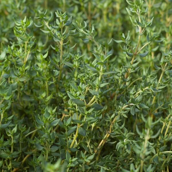 Thyme Seeds - All In One For Home Gardens
