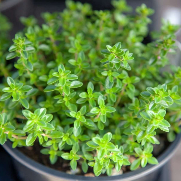 Thyme Seeds - All In One For Home Gardens