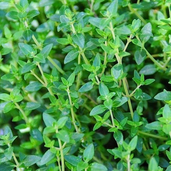 Thyme Seeds