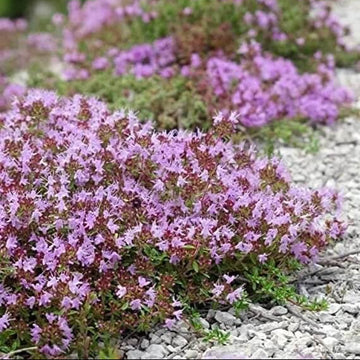 Thyme Seeds – Creeping