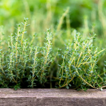 Thyme Seeds – Orange
