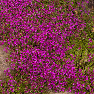 Thyme Seeds – Pink Creeping 