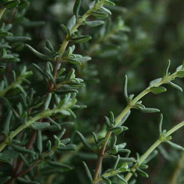 Thyme Seeds – Winter