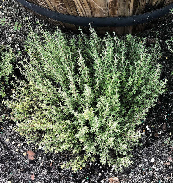 Thyme Seeds – Orange