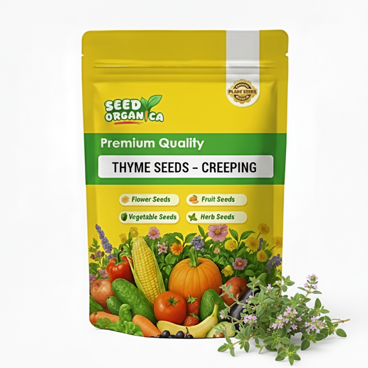 Thyme Seeds – Creeping