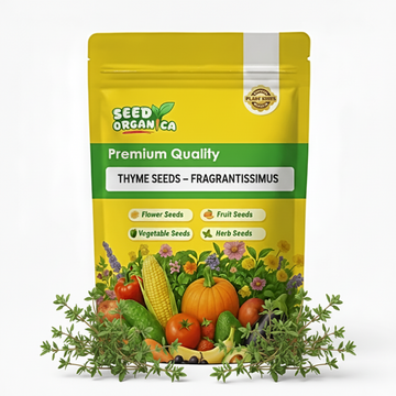 Thyme Seeds – Fragrantissimus