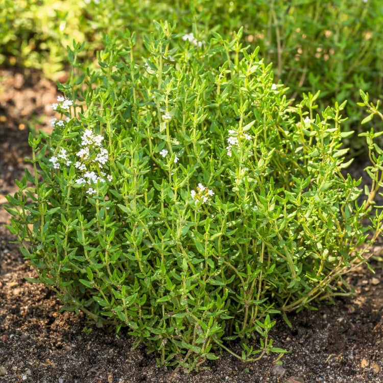 Thyme Seeds – Orange