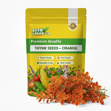 Thyme Seeds – Orange
