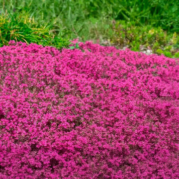 Thyme Seeds – Pink Creeping 