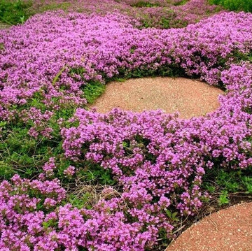 Thyme Seeds – Purple Creeping