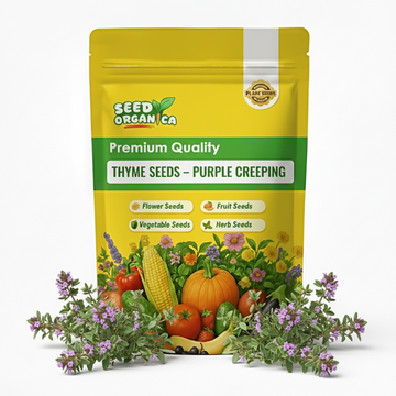 Thyme Seeds – Purple Creeping